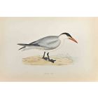 Caspian Tern