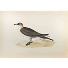 Richardson's Skua