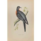 Passenger Pigeon