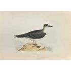 Capped Petrel
