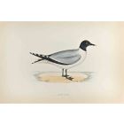 Sabine's Gull