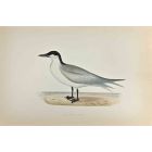 Gull-Billed Tern