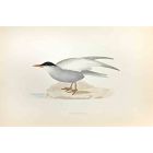 Whiskered Tern