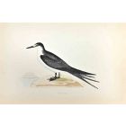 Sooty Tern
