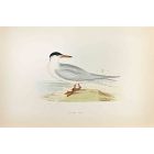Common Tern