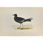 Wilson's Petrel