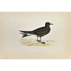 Leach's Petrel
