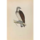 Osprey