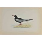 White-Winged Black Tern