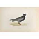 Black Tern
