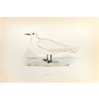Ivory Gull