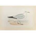 Herring Gull