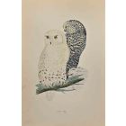 Snowy Owl