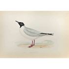 Buonaparte's Gull