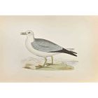 Fulmar