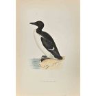 Brunnich's Guillemot