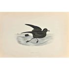 Stormy Petrel