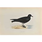 Bulwer's Petrel