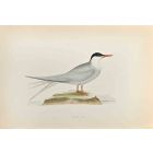Arctic Tern