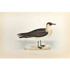 Pomerine Skua