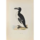 Great Auk