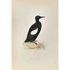 Black Giullemot