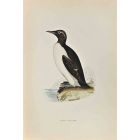 Ringed Guillemot