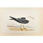 Lesser Black-Backed Gull