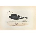 Great Black-Backed Gull