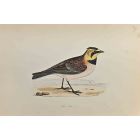 Shore Lark