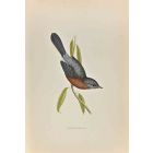 Dartford Warbler