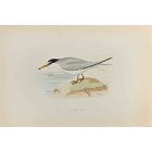 Lesser Tern