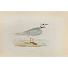 Ross's Gull
