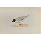 Little Gull