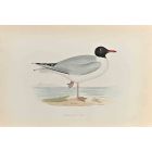 Black- Headed Gull