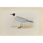 Masked Gull