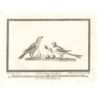 Birds