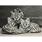  Savannah Cat  Vintage Photograph     