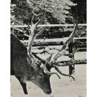 Animals Vintage Photograph   