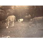 The Old Days  Photo - Herd