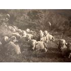 The Old Days  Photo - Herd