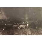 The Old Days  Photo - Herd
