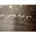 The Old Days  Photo - Herd