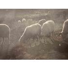 The Old Days  Photo - Herds