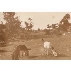 The Old Days  Photo - Herds