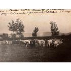 The Old Days  Photo - Herds in Grosseto (Maremma, Tuscany)