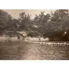 The Old Days  Photo - Herds