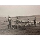 The Old Days  Photo - Herds in the Maremma (Tuscany)