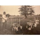 The Old Days - Herds in the Maremma (Tuscany)