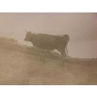 The Old Days Photo - Cow in the Maremma (Tuscany)